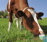Почему горчит молоко у коров
